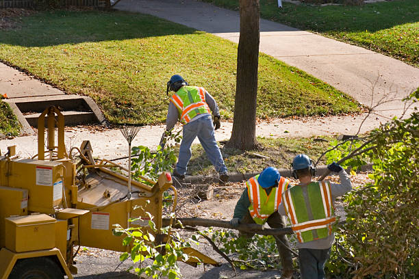 Best Tree Mulching  in Fairview, CA